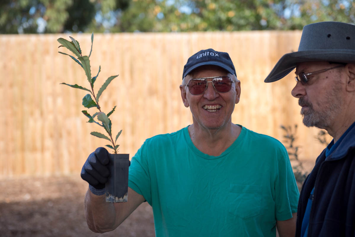 A representative from Kananook Creek Association holds a Coast Banksia tree grown from seed collected from the area